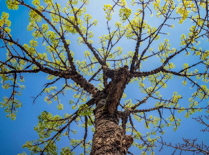 Certificado internacional reconhece Santo André como modelo em arborização urbana